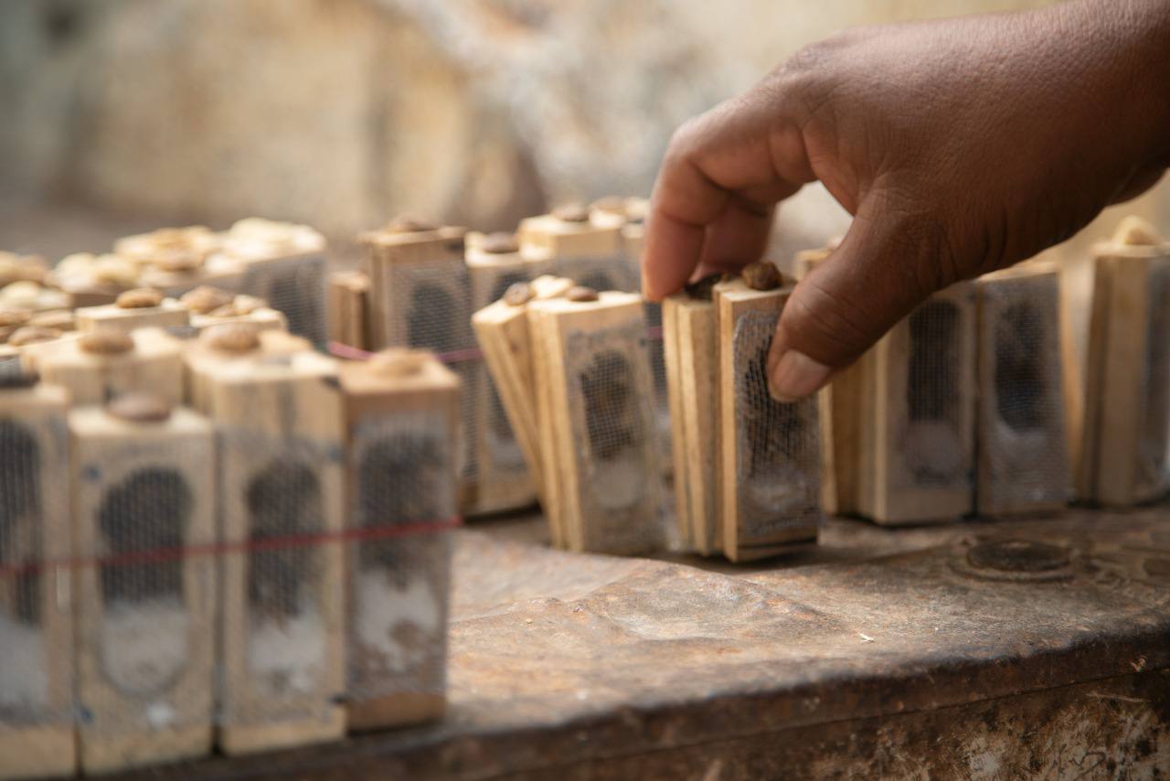 Se han entregado casi 8 mil 500 abejas reina en Yucatán